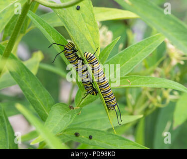 Two Monarch butterfly caterpillars, Danaus plexippus, feeding on swamp milkweed, Asclepias incarnata, in a garden in Speculator, NY USA Stock Photo