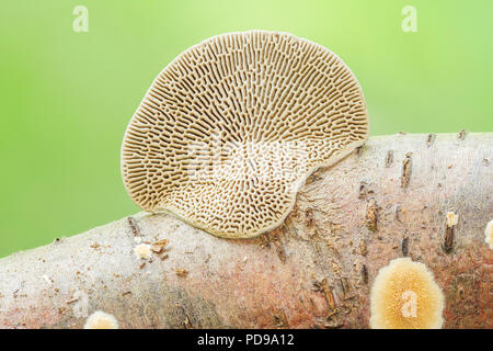 Thin Walled Maze Polypore (Daedaleopsis confragosa) fungus on a tree branch, showing the fan-shaped fruiting body and maze-like underside. Stock Photo