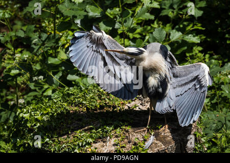 Grey Heron preening itself. Wings spread whilst its stands on a tree stump surrounded by green foliage, Lagan towpath, Belfast. Stock Photo