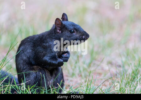 A black Eastern Gray Squirrel (Sciurus carolinensis) standing on rear legs in boxer pose. Stock Photo