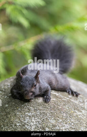 A black Eastern Gray Squirrel (Sciurus carolinensis) flattens itself on a rock to avoid being spotted by predators. Stock Photo