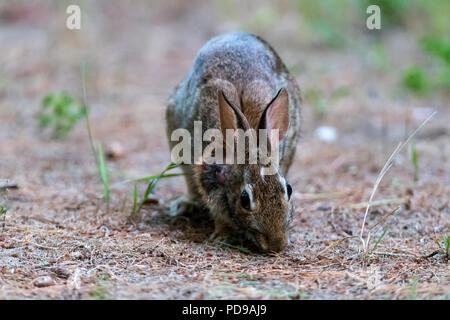 Eastern Cottontail Rabbit (Sylvilagus floridanus) feeding. Stock Photo