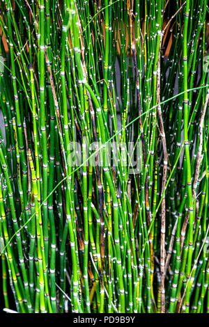 Young bright green bamboo growing in the wild in Indonesia. Stock Photo