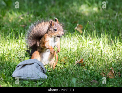 cute red squirrel with fluffy tail sits in green grass and tries to still nuts from bag Stock Photo