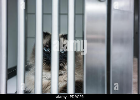 Cat waiting for treatment in cage of veterinarian clinic Stock Photo