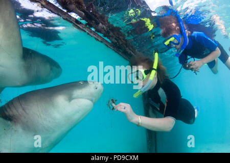 A woman and her son hand feed a lemon, shark, Negaprion, brevirostris, through a hole in plexiglass at the Sea Aquarium on the island of Curacao in th Stock Photo