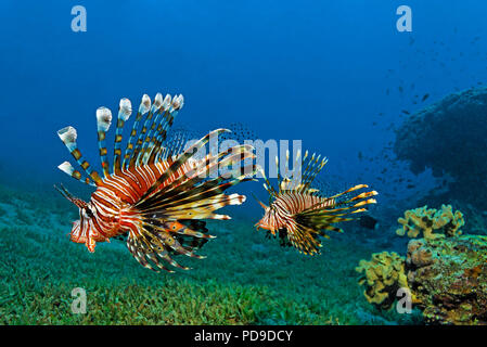 Two Red Lionfishes (Pterois volitans), Aqaba, Hashemite Kingdom of Jordan Stock Photo