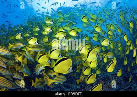 Barberfishes or Blacknosed butterflyfishes (Johnrandallia nigrirostris) and some Bluestriped snappers (Lutjanus kasmira), schooling, Malpelo, Colombia Stock Photo