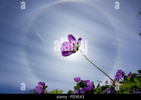Stockholm, Sweden - August 6 2018: Circular rainbow around the sun which is blocked by a violet flower. More flowers and green leafs below. Stock Photo