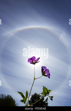 Stockholm, Sweden - August 6 2018: Circular rainbow around the sun which is blocked by a violet flower. More flowers and green leafs below. Stock Photo