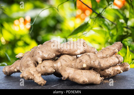 Whole ginger roots on dark old stone background table, space for text. Stock Photo