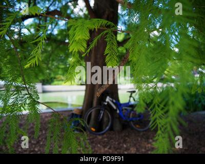 Bicycle leaning against a tree on a beautiful sunny summer day in a park with lush green branches in the front.