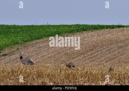 greater or grey rhea, Nandu, Rhea americana, invasive Art, Schleswig-Holstein, Mecklenburg-Vorpommern, Nordwestmecklenburg, Deutschland, germany Stock Photo