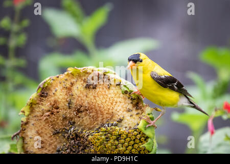 A beautiful American Goldfinch eating sunflower seeds in the summer