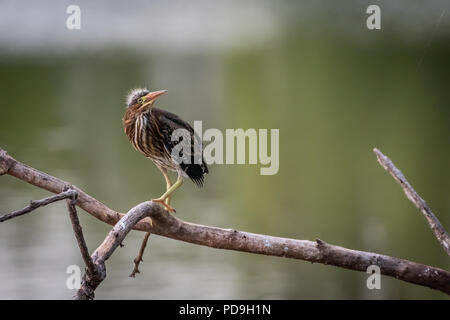 A Green Heron (Butorides virescens) perched on a branch over Lake Hefner in Oklahoma City Stock Photo