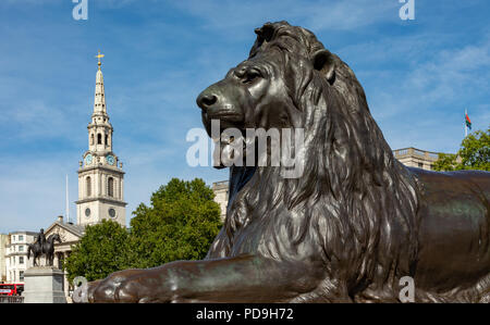London England August 04, 2018 One of the lion statues guarding Nelson's Column, with St. Martin's in the Field Church Stock Photo