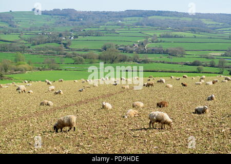 Flock of sheep graze on a farmland in Axe Valley in East Devon Stock Photo