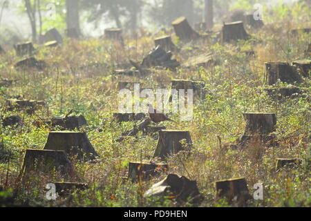 Lonely wild pheasant in a forest with cut down trees in East Devon Stock Photo