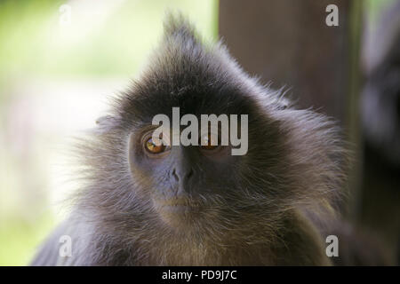 Close-up portrait young Silver Leaf monkey Labuk Bay Sabah Borneo Malaysia Federation Stock Photo