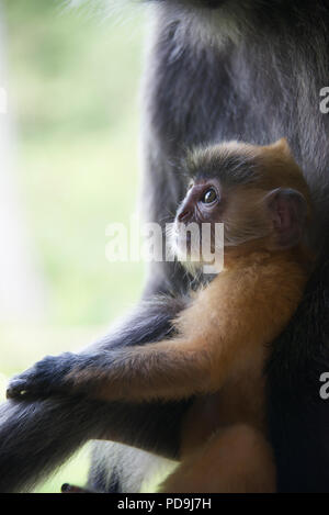 Close-up Silver leaf baby monkey  Labuk Bay Sabah Borneo Malaysia Federation Stock Photo