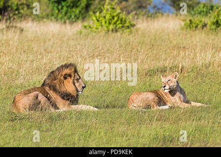 Lions (Panthera leo), pair of animals before mating, lying in the grass, Masai Mara, Narok County, Kenya Stock Photo