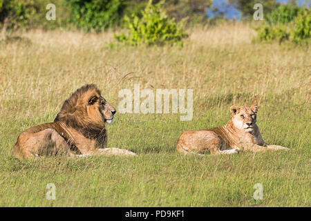 Lions couple before mating - Masai Mara Kenya Stock Photo - Alamy