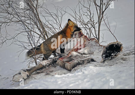 Cross fox (Vulpes vulpes), color variety of the Red fox, on moose carcass in the snow, Yukon, Canada Stock Photo
