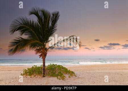 Dusk on the sand beach with palm tree, Playa Bavaro, Punta Cana, Dominican Republic Stock Photo