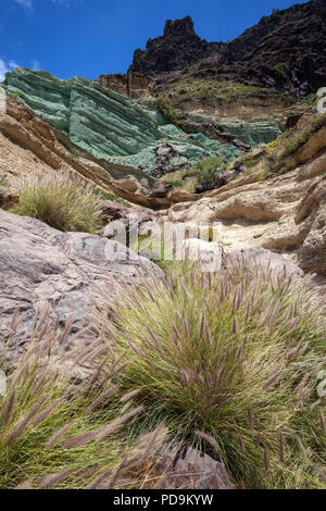 Turquoise colored rock layer Los Azulejos De Veneguera, Lamprey grass (Pennisetum alopecuroides), at Mogan, Gran Canaria Stock Photo