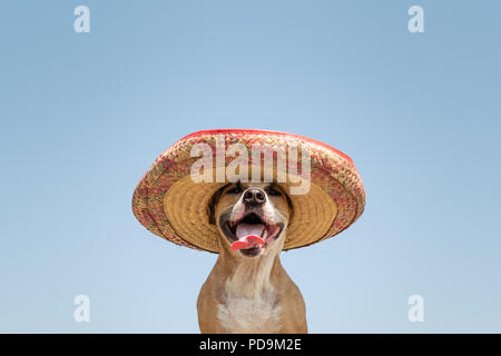 Dog in mexican traditional hat. Cute funny staffordshire terrier dressed up in sombrero hat as mexico festive symbol or for halloween Stock Photo