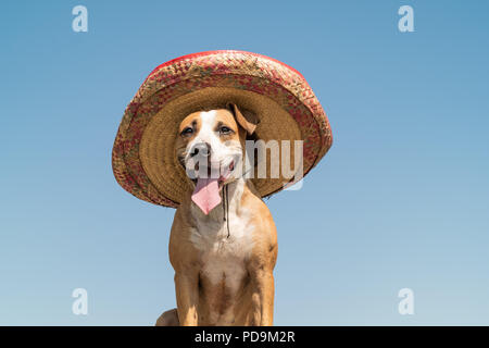 Beautiful dog in mexican traditional hat in sunny outdoors background. Cute funny staffordshire terrier dressed up in sombrero hat as mexico festive s Stock Photo