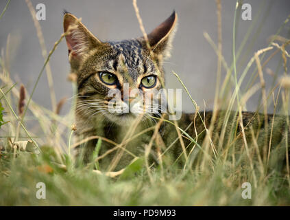 Domestic cat, kitten, 9 months, animal portrait in high grass, Germany Stock Photo