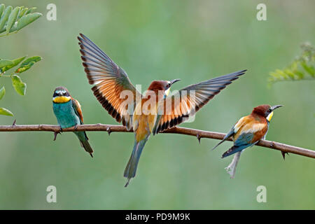 Three Bee-eaters (Merops apiaster) are sitting on branch, Rhineland-Palatinate, Germany Stock Photo