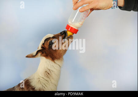 Lamb, Cameroon sheep mixed breed, bottle rearing, Austria Stock Photo