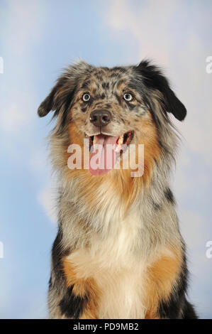 Australian Shepherd, male, blue merle, animal portrait, studio shot, Austria Stock Photo
