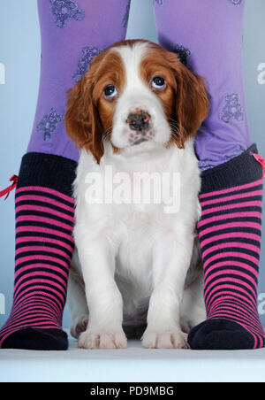 Irish Red and White Setter, puppy, 8 weeks, sitting between legs with purple striped stockings, studio shot, Austria Stock Photo