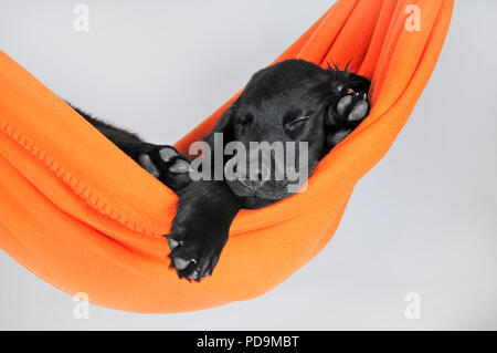 Flat Coated Retriever, puppy 9 weeks, black, lying in orange hammock, studio shot, Austria Stock Photo