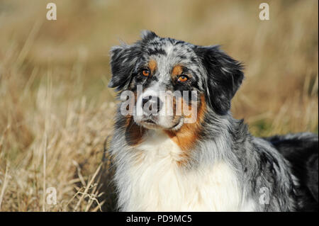 Australian Shepherd, blue merle, male, animal portrait, Austria Stock Photo