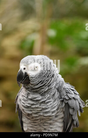 Close-up of african grey parrot head, vertical crop, with text space at top Stock Photo