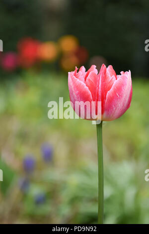 Pink tulip flower close up with soft green colorful background Stock Photo