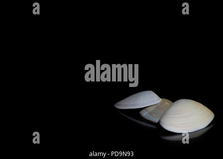 Three white unique sea shells with reflections on a black background, text space on left Stock Photo