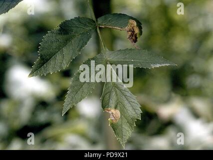 Angelica atropurpurea NRCS-1. Stock Photo