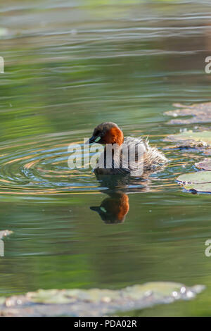 Young little grebe bird on the water Stock Photo