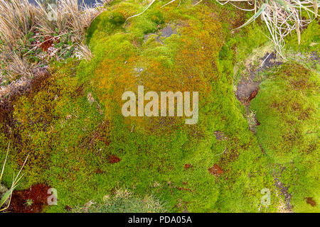 Moss and lichen covered rocks in the South Georgia islands Stock Photo