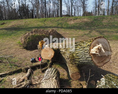 Tree trunk close up Stock Photo