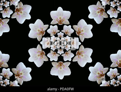 Seamless Orchid blooms. Beautiful geometric hexagonal composition of concentric white orchids on black background. Stock Photo