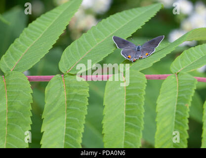 A Gray Hairstreak (Strymon melinus) butterfly perches with its wings open on some sumac leaves Stock Photo
