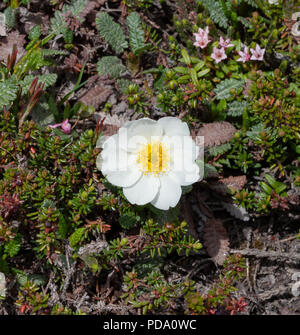 White Mountain Avens or White Dryas (Dryas octopetala), national flower ...