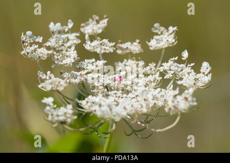 Wild carrot flower (Daucus carota) showing the red/pink flower in the centre of the umbel Stock Photo