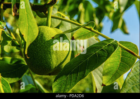 unripe walnut among green leaves in the light of the sun Stock Photo